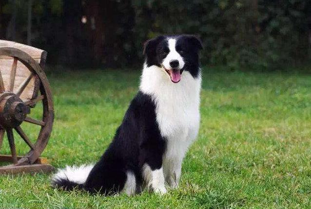 四川边牧犬舍 四川边牧犬舍