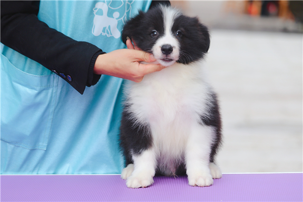 小布x乔乔的宝宝（已售完）