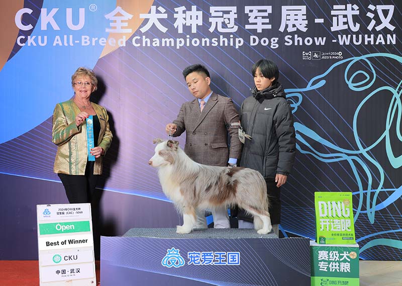 边牧犬舍 成都边牧犬舍