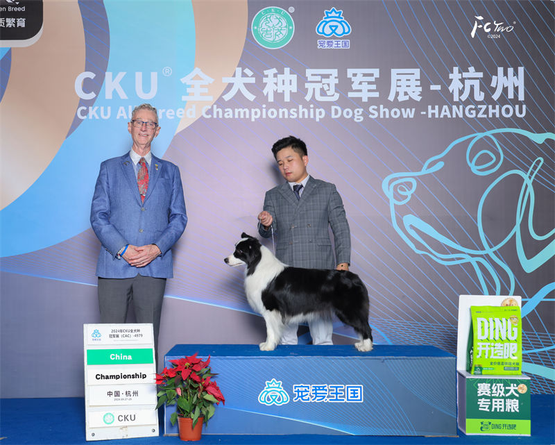 边牧犬舍 成都边牧犬舍
