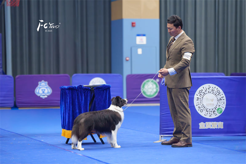边牧犬舍 成都边牧犬舍