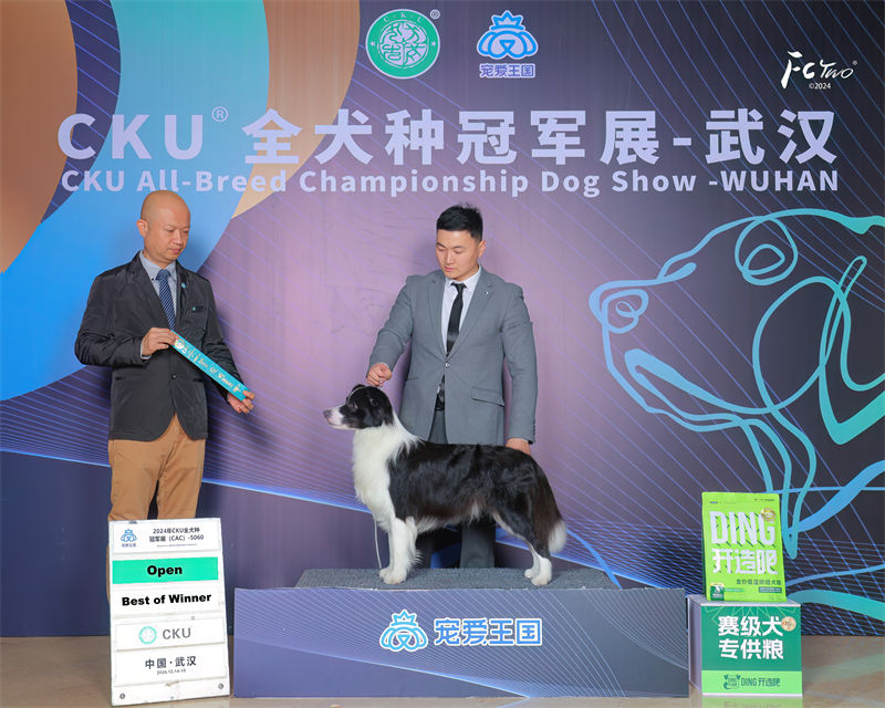 边牧犬舍 成都边牧犬舍