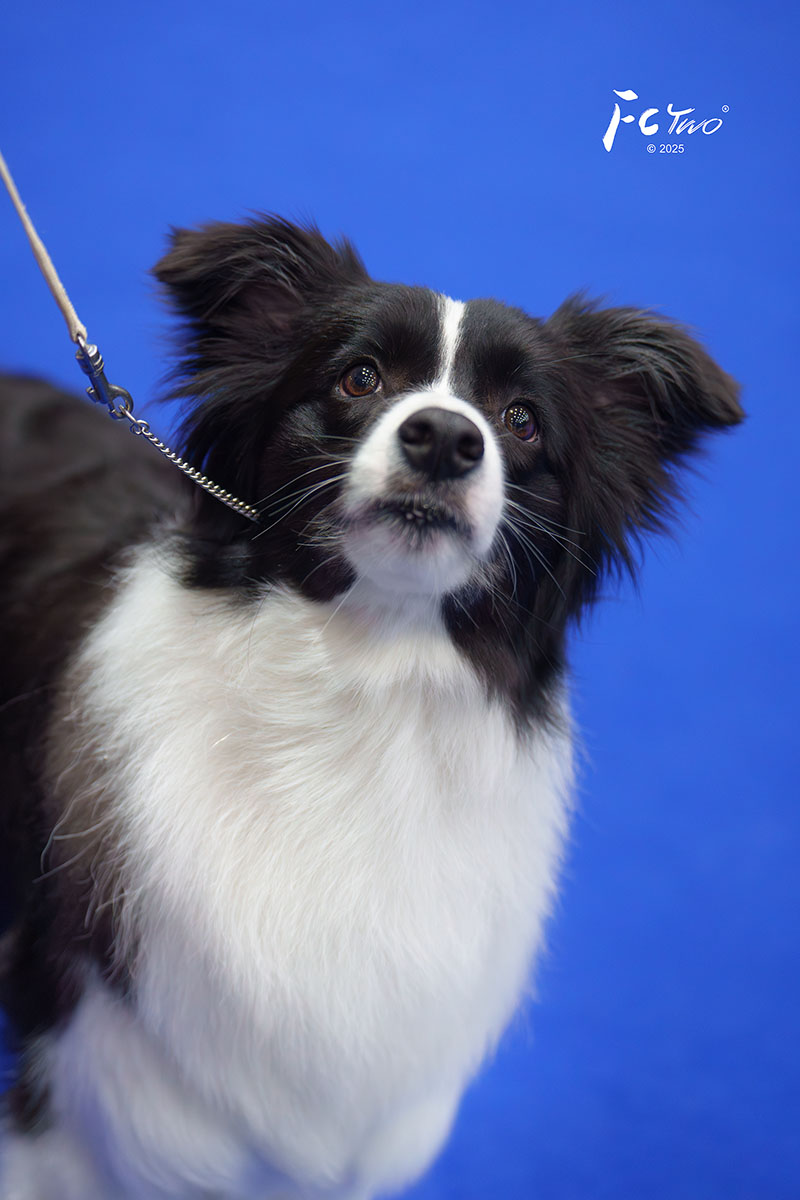 边牧犬舍 成都边牧犬舍